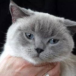 Kayıp Kedi ‘Badem’ 10 Gün Sonra Bulundu