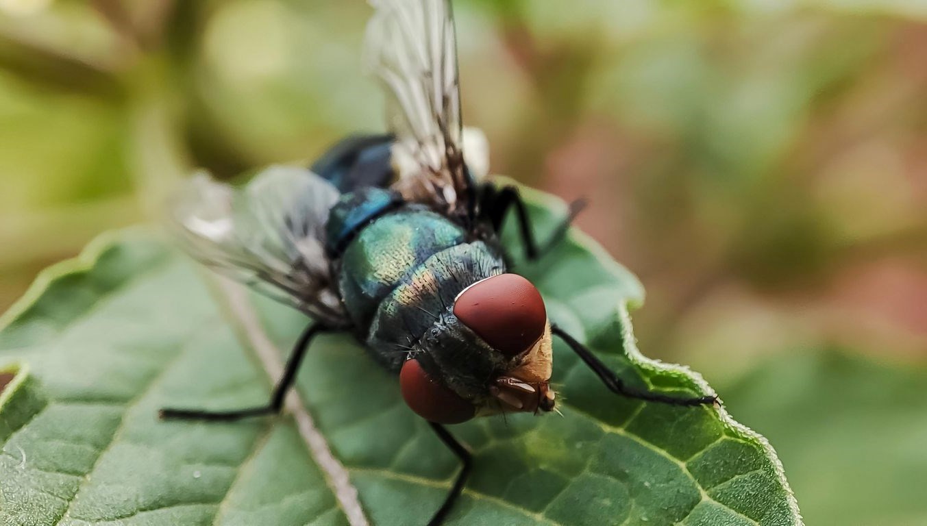 abdde ilk kez goruldu et yiyen parazit insan vucuduna sizdi kflhegDf