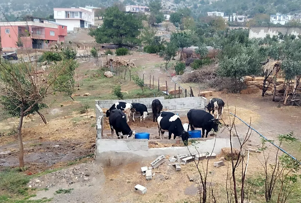 adanada dolandiricilik 7 buyukbas hayvani satmaya calistilar 7pe5aUb3