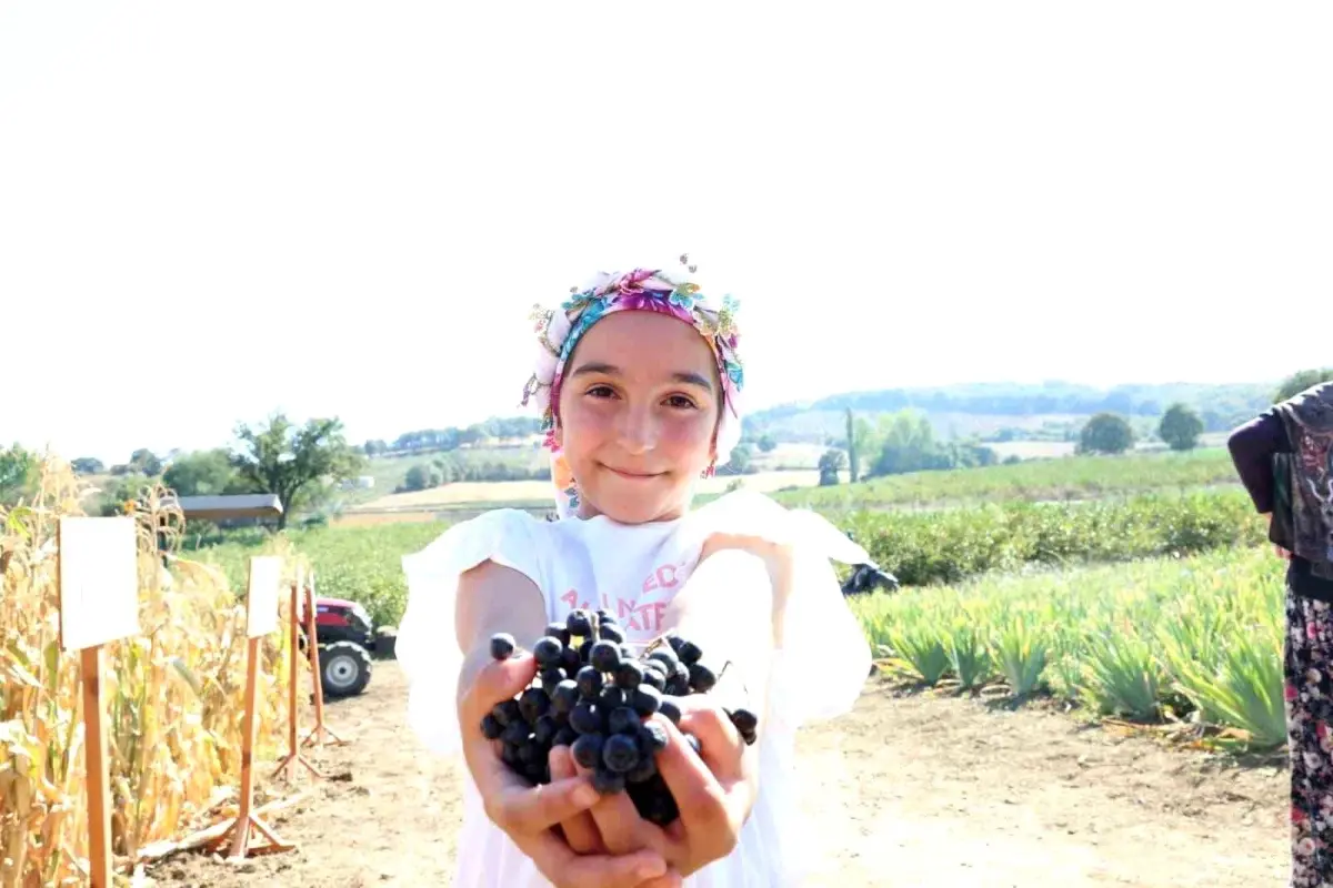 canakkalede 2025 aronya hasadi basladi WhYbjxZB