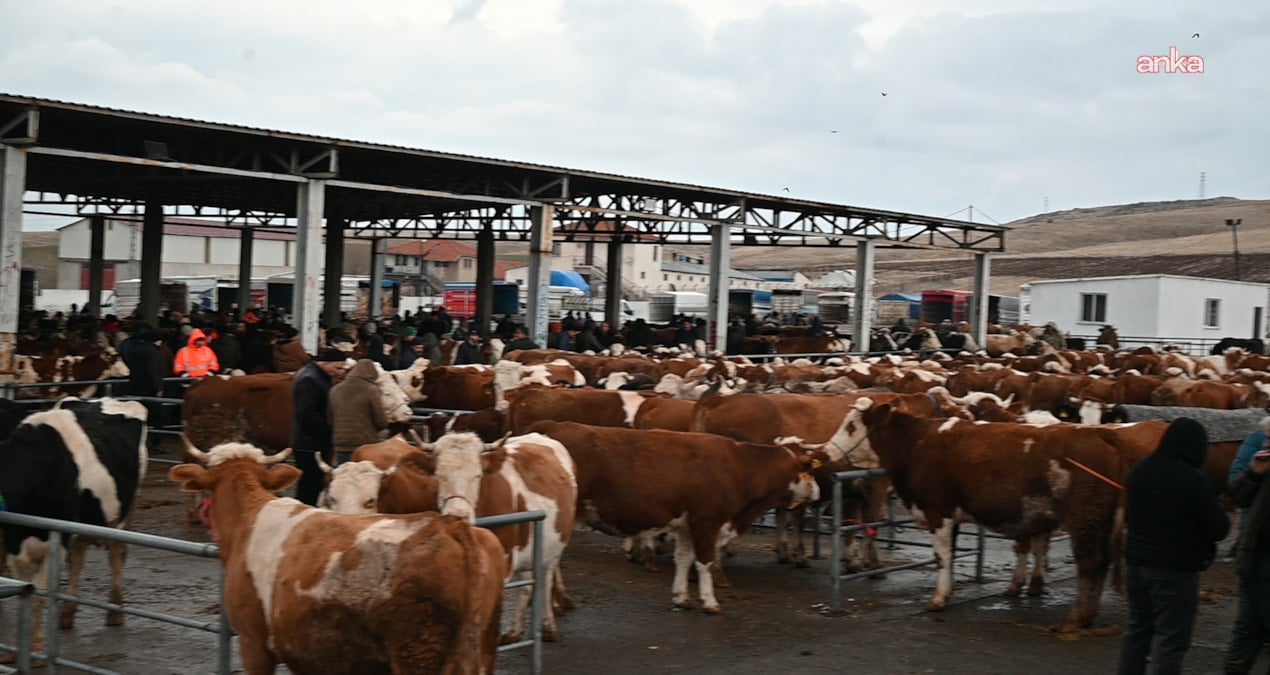 igdirda sap alarmi hayvan pazari kapatildi iSFjkgas