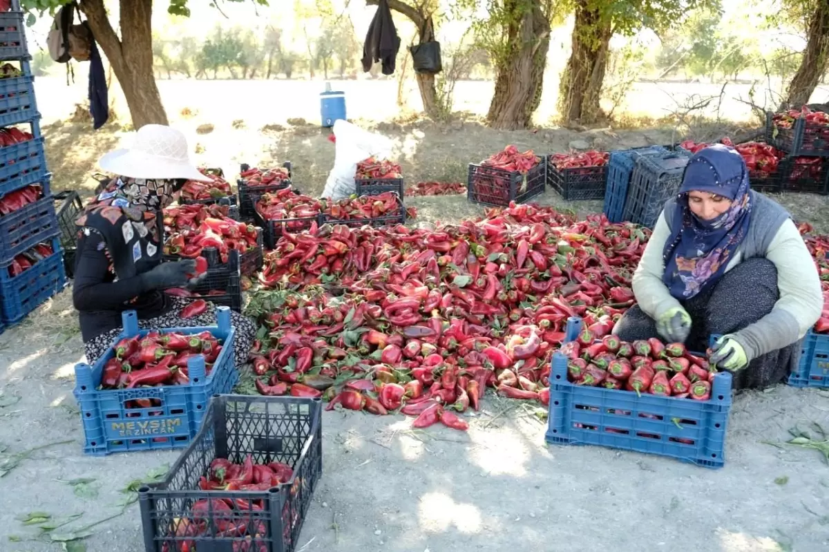 kadinlarin gucuyle 100 ton uretim SDBkHCdr