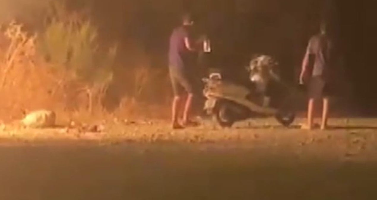 ormani atese verdiler cep telefonu kamerasina yakalandilar aEm14iDY