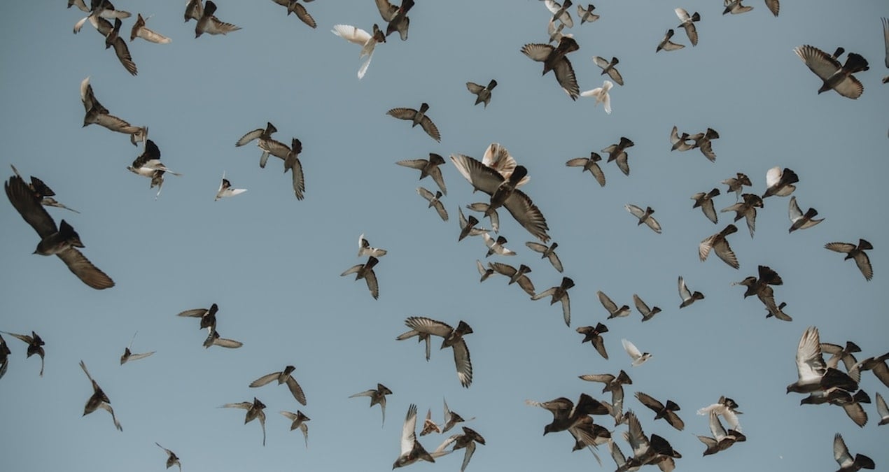 kuslarin tuhaf hareketleri icin buyuk felaket uyarisi ZG4sWiay