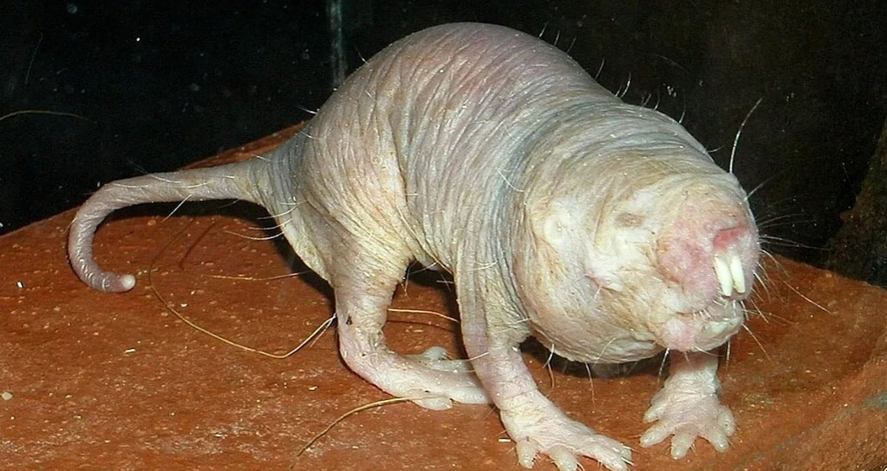 uzun yasamanin sirri farede ortaya cikti jSf3PLvg.jpg