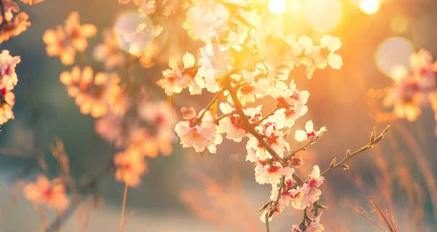 Kiraz Çiçekleri Borsayı Kaldırıyor: 2026 İçin Yükseliş Beklentisi