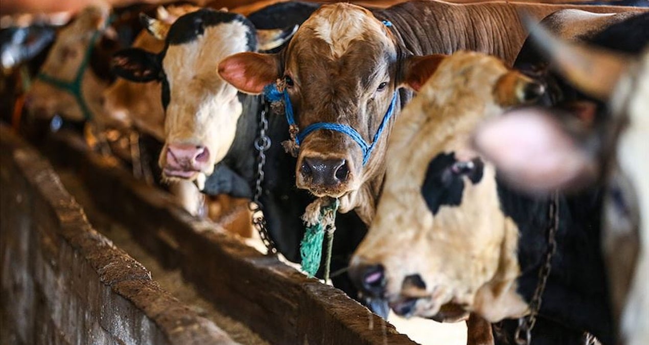 Kurban Bağışında Dikkat: Dolandırıcıların “Link” Tuzakları Ortaya Çıktı